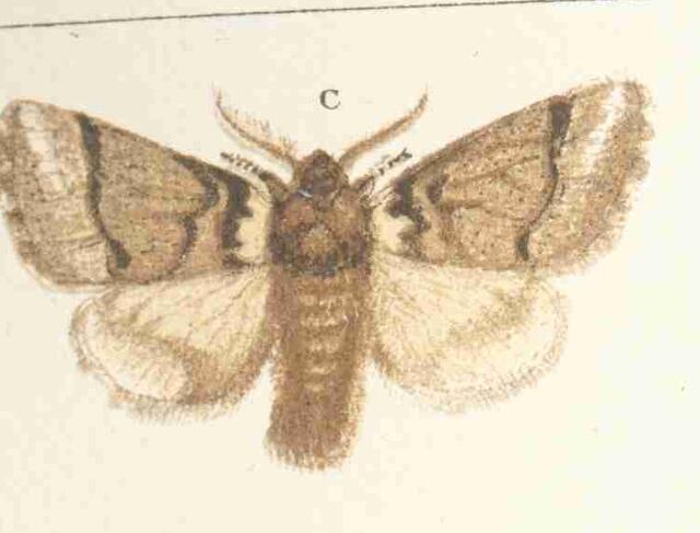 aus einem Lexikon aus 1888