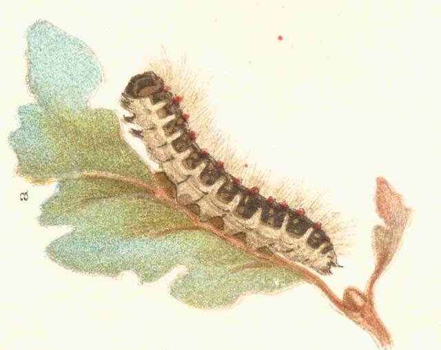 aus einem Naturlexikon aus dem Jahr 1888