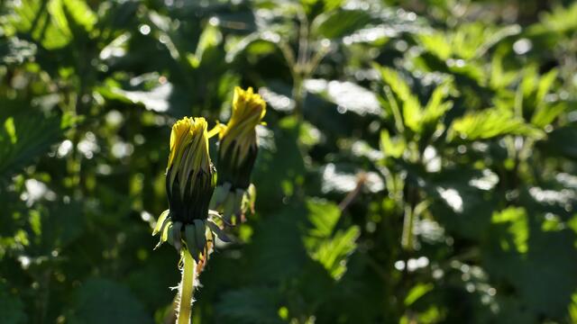 Löwenzahn und Brennnesseln, des Gärtners Graus. Warum eigentlich? Die Löwenzahnblüten bieten Nahrung für viele Insekten, die früh im Jahr ausfliegen (und ihrerseits z.T. wieder Vögeln als Nahrung dienen), und Brennnesseln sind die Hauptfutterpflanze für manche Schmetterlingsraupen, wie z.B. die vom Tagpfauenauge.
Hier am Waldrand werden sie zum Glück in Ruhe gelassen, doch wenn der Gartenboden nicht gedüngt ist, können Brennnesseln auch dort in einer Ecke gedeihen. Und Löwenzahnblüten kann man sogar essen, oder man zupft sie abends nach dem Blühen ab, denn sie gehen nur einen Tag auf. | Foto: von mir