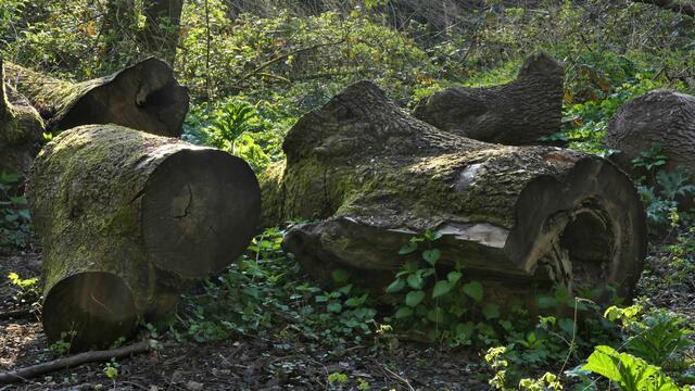Unordnung im Wald? Nein: Das hier ist die Grundlage für neues Leben. Totholz ist ein wesentlicher Baustofflieferant für die zukünftige Pflanzenwelt. Zugleich liefert es die Nährstoffe für eine Unzahl von Pilzen, Insekten und anderen Kleinstlebewesen. | Foto: von mir