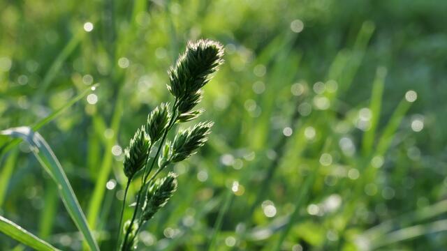 Grasblüte vor tauglitzernden Halmen | Foto: von mir