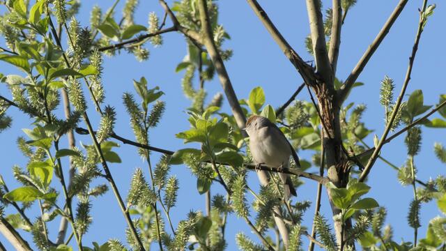 Dieses kleine Kerlchen, das mich durch ein wiederholtes "Tek-tek" auf sich aufmerksam machte, ist eine Mönchsgrasmücke - ein Weibchen vermutlich, anhand der braunen (statt schwarzen) Kappe zu erkennen. | Foto: von mir
