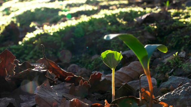 Ein Buchen- und ein Ahornsprössling kämpfen sich ans Sonnenlicht. Vielleicht wird einer der beiden später die Nachfolge antreten für einen alten Baum in der Nähe. | Foto: von mir