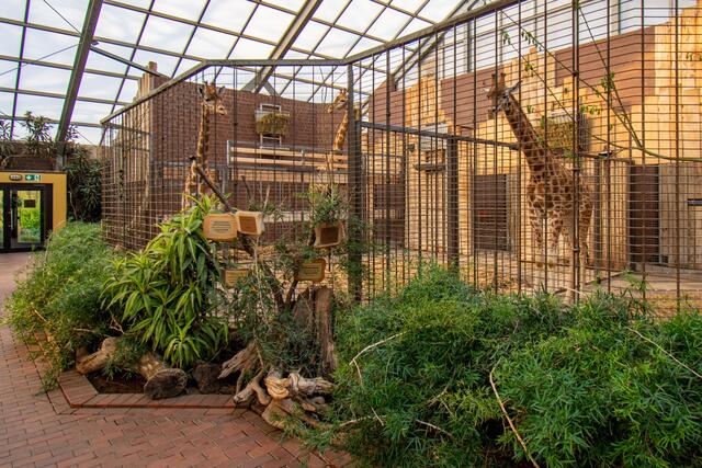 Penda (r.) mit Maoli und Zikomo im Dortmunder Giraffen-Haus.