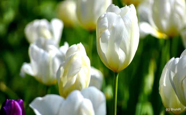 ♥ Herzlichen Dank, liebe Margot! ♥