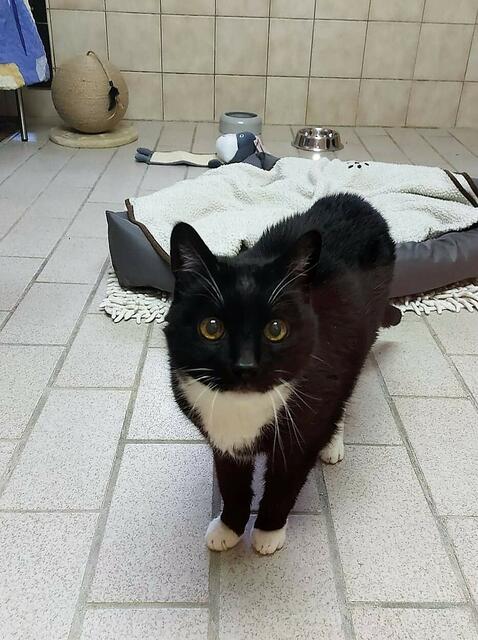  Die zarte Samtpfote Filou hat noch Probleme und trauert um den Verlust ihrer Familie. | Foto: ST