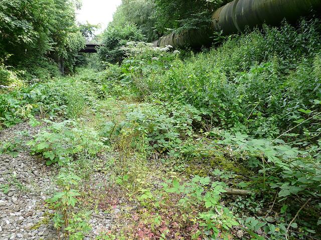 Nachdem vor Jahren bereits die Schienen entfernt worden waren, wuchsen sogar mitten im Schotter der ehemaligen Gleistrasse schon die ersten Bäume und Sträucher (Archivfoto). | Foto: Dr. Hans-Dieter Otterbein/AGARD
