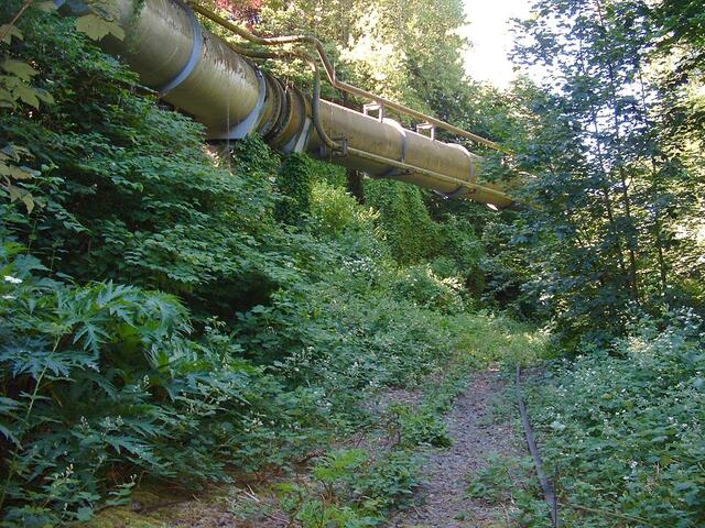 Fast schon eine unberührte Wildnis inmitten der umliegenden Wohngebiete, darüber die ehemalige Gichtgasleitung (Archivfoto). | Foto: Dr. Hans-Dieter Otterbein/AGARD