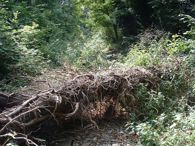 Die Natur hatte sich die lange Jahre völlig ungenutzte ehemalige Hoeschbahn-Trasse längst zurückerobert. | Foto: Dr. Hans-Dieter Otterbein/AGARD