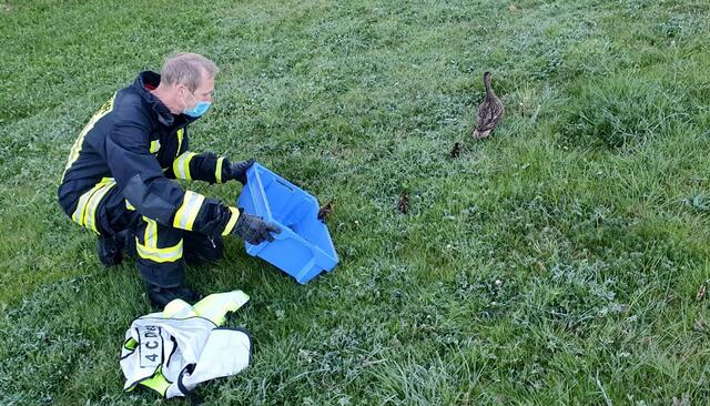 Ente gut, alles gut: Mama Ente zieht mit ihren Küken nach der Rettungsaktion direkt weiter.