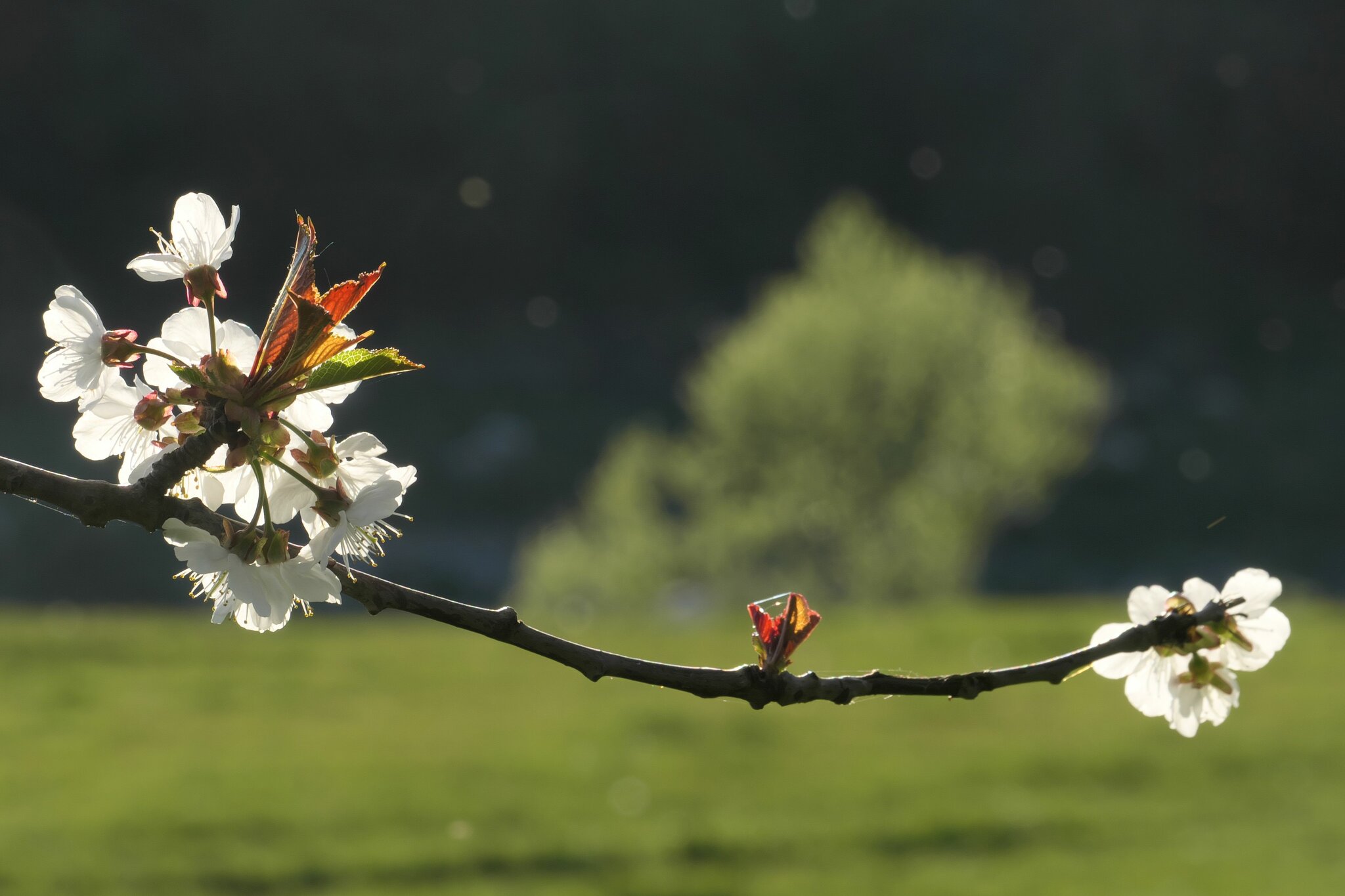 Muss das sein?: Der gefühlt 127. Beitrag in 2021 mit Kirschblüten