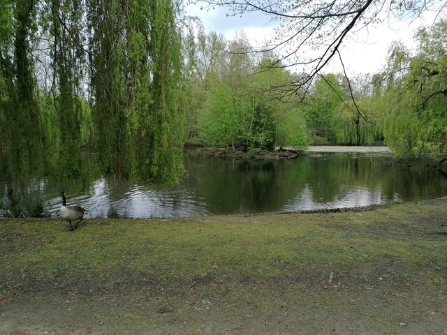 Die Gans sieht mich ratlos an. Ich spaziere einfach weiter und vergesse diese Begegnung am Ententeich von Sodingen.