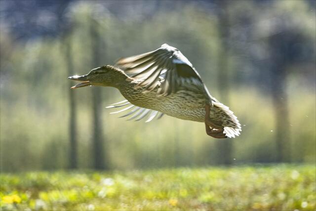 Stockentendame auf der Flucht vor Mutter Nilgans