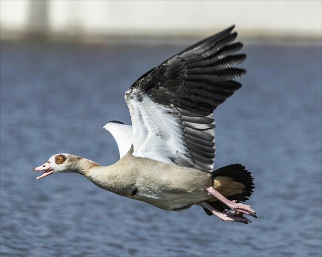 "Hau bloß ab" ... Mutter Nilgans jagt hinterher