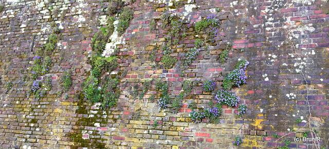 Was so alles an der Mauer wächst... ich sehe alles! ;-)))
