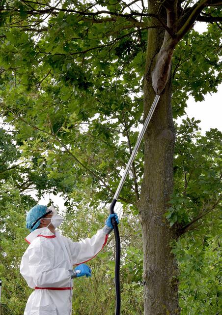 Allergiker sollten vorsichtig sein: Eine von der Stadt beauftragte Firma entfernt die Gespinste des Eichen-Prozessionsspinners.
Foto: Thomas Spekowius