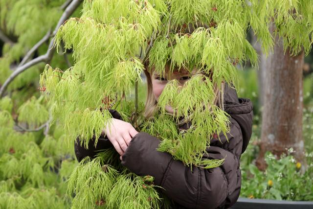 Tilda liebt Bäume, doch auch wenn dieses Versteck ganz nach ihrem Geschmack ist, stand dieser Baum nicht auf der Einkaufsliste. | Foto: Magalski