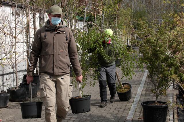 Papa schleppt zwei Bäume zum Anhänger. Im Hintergrund verschwindet Marion Fels von Giesebrecht fast in der Birke. | Foto: Magalski