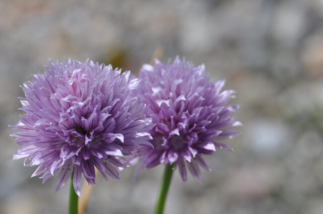 Küchenkräuter, wie hier die lila Blüten des Schnittlauchs, locken Insekten an. Foto: Kerstin Frey