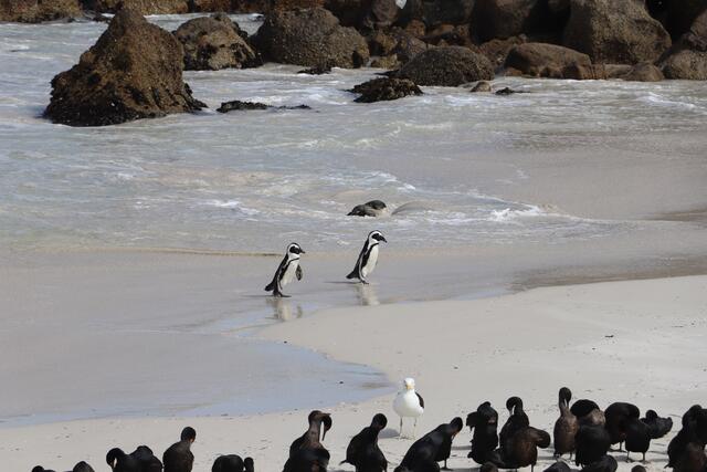 Brillenpinguine leben an der afrikanischen Westküste und auf den Inseln von Angola über die Pinguininseln Namibias bis zur südafrikanischen Ostküste bei Natal und nach Mosambik. Der Bestand von Brillenpinguinen gilt als „stark gefährdet“.