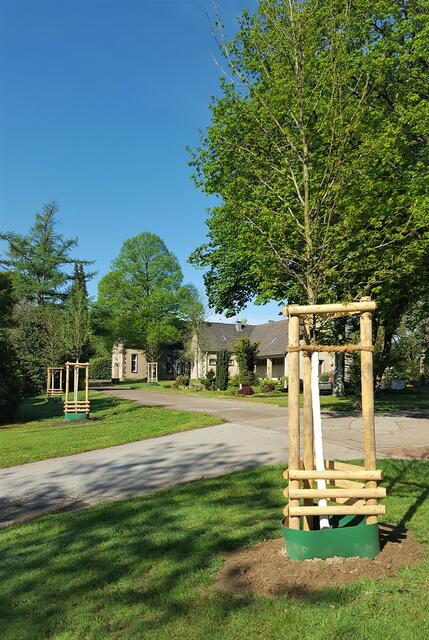 Am Fischlaker Bergfriedhof konnten bereits zehn neue Bäume gepflanzt werden.
Foto: Henschke