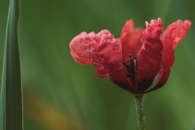 Verlorener Klatschmohn, allein auf weiter Flur.