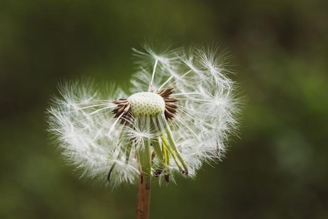 Nur eine Pusteblume und doch immer wieder schön und neu.