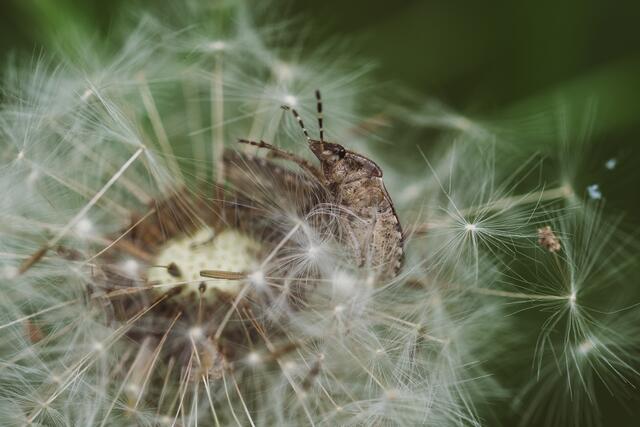 Verwirrend ist es nicht nur für die Wanze in der Pusteblume, sondern hin und wieder auch im großen Leben.
