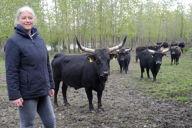 Hegemeisterin Gabriele Meiser weiß, wie man mit den Auerochsen-Kühen und ihren gefährlich langen Hörnern umgeht.