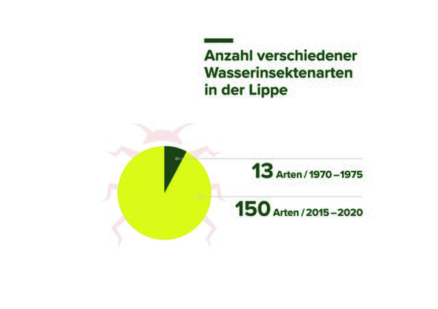 Vor den 1970-Jahren galt die Lippe als nahezu toter Fluss. Dass sie heute wieder ein wertvoller Lebensraum ist, belegen Daten, die in den letzten 50 Jahren durch standardisierte Beprobungen erhoben worden sind. Während zwischen den Jahren 1970 bis 1975 nur rund 13 verschiedene Insektenarten in der Lippe nachgewiesen wurden, ist die Zahl zwischen 2015 bis 2020 auf 150 Arten gestiegen. | Foto: Jana Ludwig-Brandt / EGLV