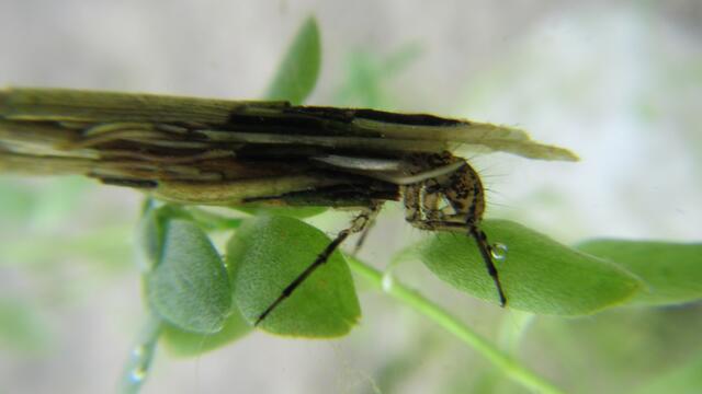 Lebt die Pilzkopf-Köcherjungfer in einem Gewässer, so zeichnet sich dieses durch eine besonders gute Wasserqualität aus. | Foto: EGLV