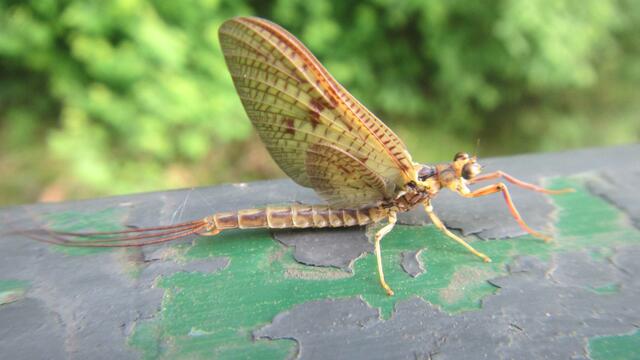 Die Dänische Eintagsfliege lebt an Gewässern mit besonders sauberem Wasser. | Foto: EGLV