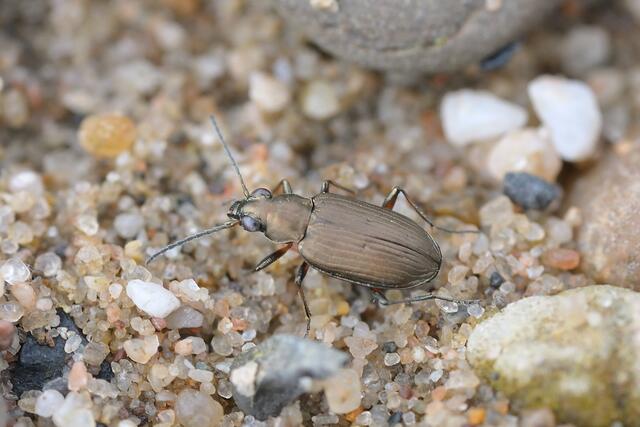 Der Gestreifte Ahlenläufer ist einer von vielen Lebewesen, die von der Fluss- und Auenrenaturierungen profitieren. | Foto: Gunnar Jacobs