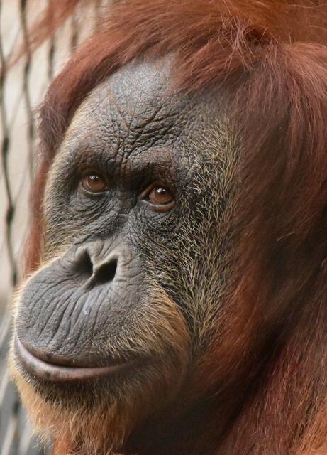 Toba im Portrait.