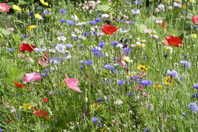 Stadt Bochum Wettbewerb Naturnahe und insektenfreundliche