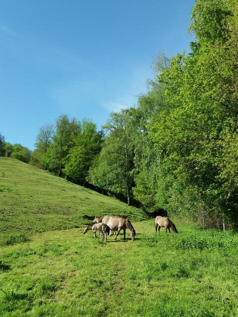 Die gesamte Herde wird noch einige Tage auf ihrer Sommerwiese bleiben, die nicht direkt am Wanderweg gelegen ist.