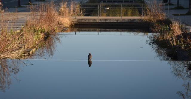 Taube am Wasserrand