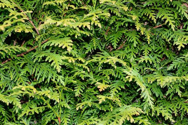 Thuja: Besonders Zweigspitzen und Zapfen enthalten giftiges Thujon, das auch zu Hautreizungen etwa beim Baumschnitt führen kann. Viele Weidetiere sterben, wenn Heckenschnitt auf Weideplätzen entsorgt wird.