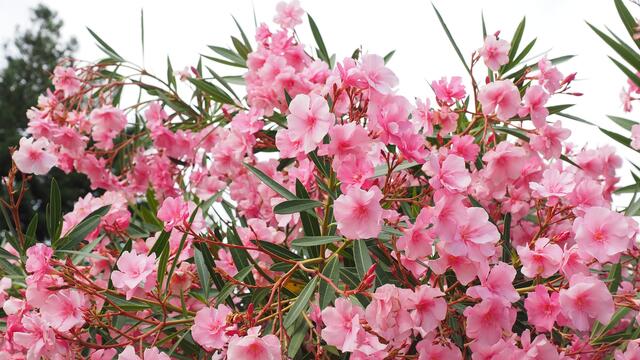 Oleander: Alle Pflanzenteile sind giftig