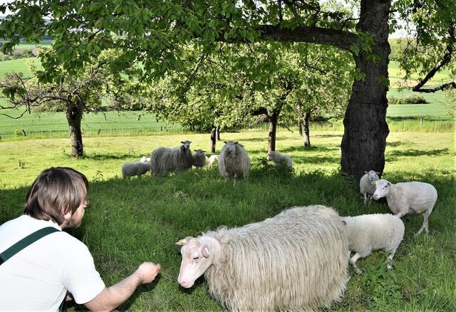 Tierisch was los - diesmal geht es um Moorschnucken und Kamerunschafe