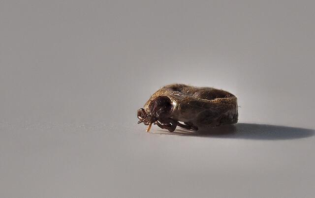 Zecke ca. 2-3mm groß, aus Kopfhaut entfernt
Hier ist der Stechapparat, das Schwert, gut erkennbar. Mit diesem saugt die Zecke Blut, sie beißt nicht.
Übrigens sondert sie eine Art Schmerzmittel in die Wunde ab und somit spürt das Opfer den Stich nicht.