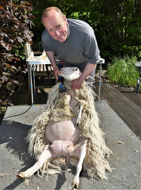 Tierisch was los - diesmal geht es um Moorschnucken und Kamerunschafe