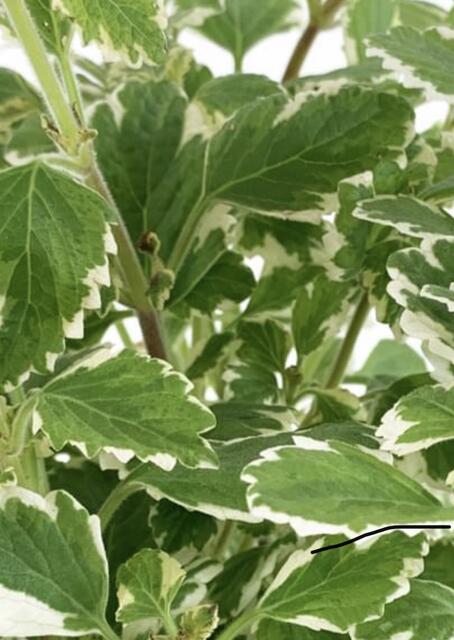 Mücken können die Pflanze Plectranthus nicht ausstehen.