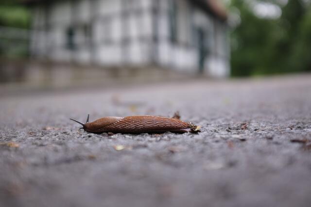 Noch ein Besucher an der Mühle