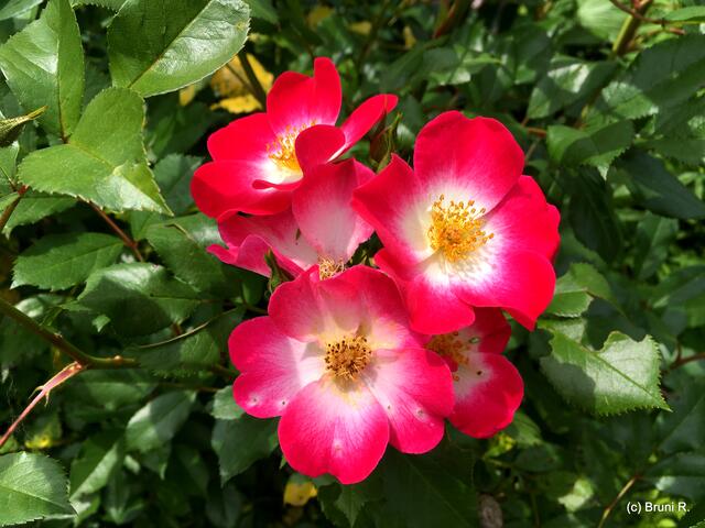 Wunderbare Blüten...