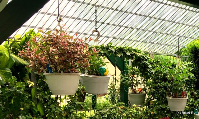 Überall tolle Planzen...