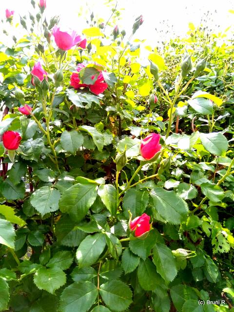 Die Rosen kommen noch!!!