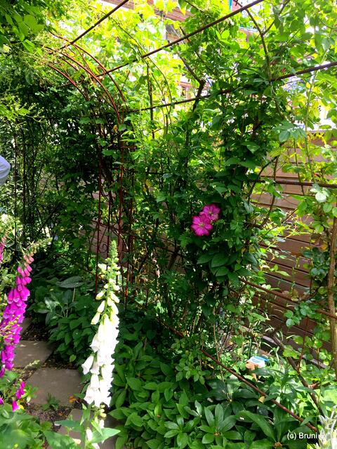 Der Rosendurchgang... die Rosen kommen noch!