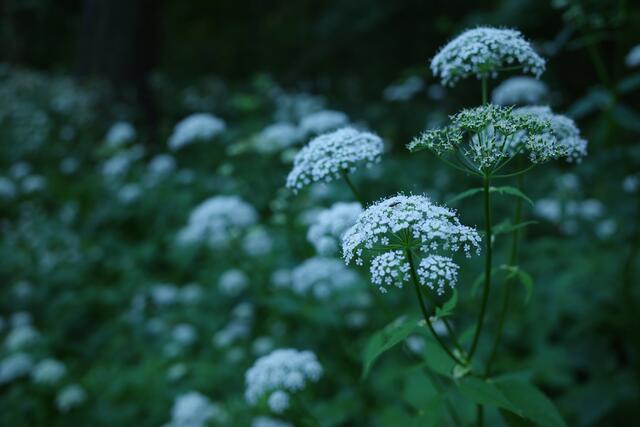 Das dichte Blätterdach zaubert eine Stimmung wie in der Nacht auf die Blüten.