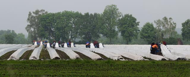 Spargelanbau, die Folie macht ein bisschen wetterunabhängiger